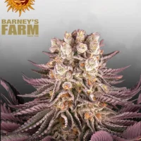 Mimosa x Orange Punch